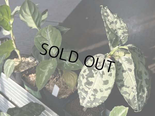 画像4: 032　A【スプリットタイムセール】アグラオネマ画像全てセット ※水曜日の出品は終了となります (4)