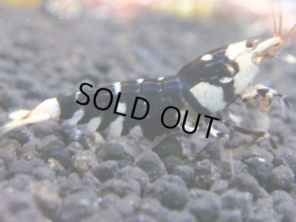 画像1: 076　R 【年末スペシャル！】ここから狙って！新種系色々MIX フライングお宝コスパ50連発！ (1)