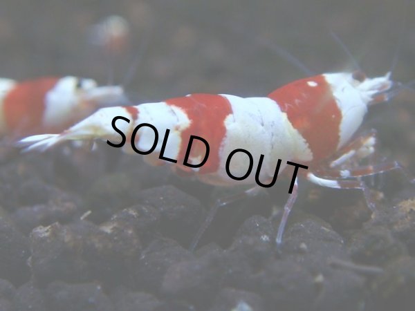 画像1: 035　H 【年末スペシャル！】バンドを極めた三好池のトシのレッドビー！ (1)