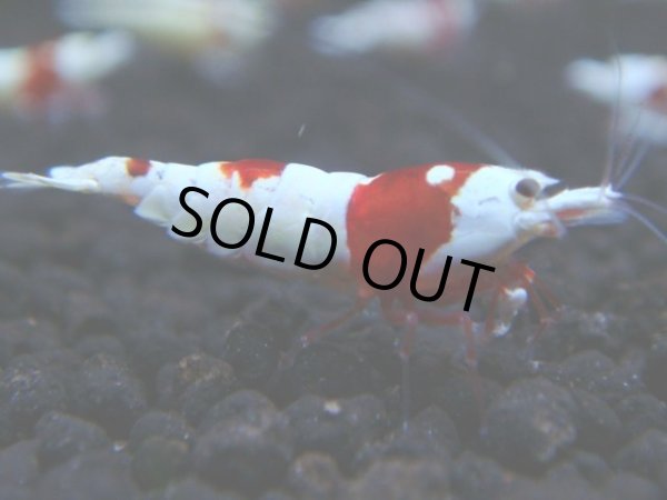 画像1: 046　H 【年末スペシャル！】PRLモスラ系色濃いレッドビー！ (1)