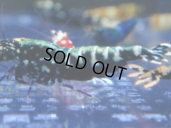 画像1: 434　R 【年末スペシャル！】年末モードもミポリンフラッシュ100連発！！ (1)