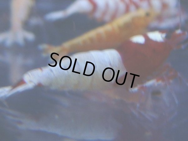 画像1: 445　R 【年末スペシャル！】年末モードもミポリンフラッシュ100連発！！ (1)