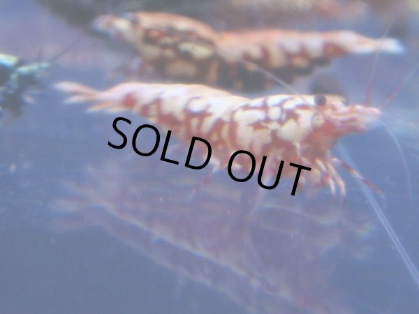 画像1: 453　R 【年末スペシャル！】年末モードもミポリンフラッシュ100連発！！ (1)