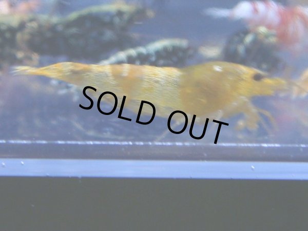 画像1: 472　R 【年末スペシャル！】年末モードもミポリンフラッシュ100連発！！ (1)