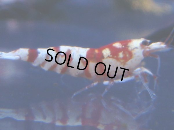 画像1: 444　R 【年末スペシャル！】年末モードもミポリンフラッシュ100連発！！ (1)