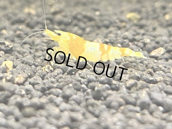 画像1: 369　K 【年末スペシャル！】スマホでCGS種親フルボディ中心！ (1)