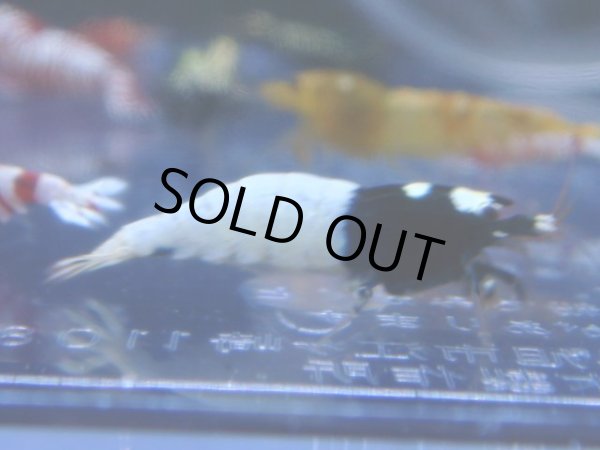 画像1: 428　R 【年末スペシャル！】年末モードもミポリンフラッシュ100連発！！ (1)