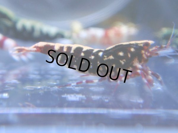 画像1: 426　R 【年末スペシャル！】年末モードもミポリンフラッシュ100連発！！ (1)