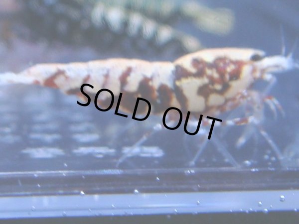 画像1: 446　R 【年末スペシャル！】年末モードもミポリンフラッシュ100連発！！ (1)