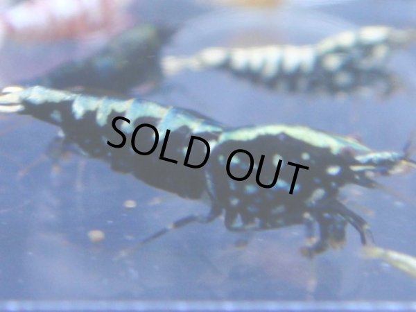 画像1: 422　R 【年末スペシャル！】年末モードもミポリンフラッシュ100連発！！ (1)