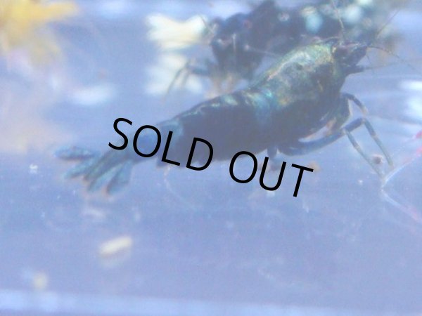 画像1: 448　R 【年末スペシャル！】年末モードもミポリンフラッシュ100連発！！ (1)