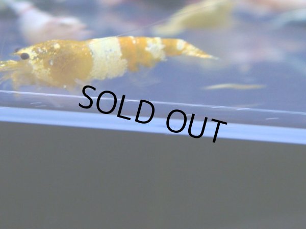 画像1: 480　R 【年末スペシャル！】年末モードもミポリンフラッシュ100連発！！ (1)