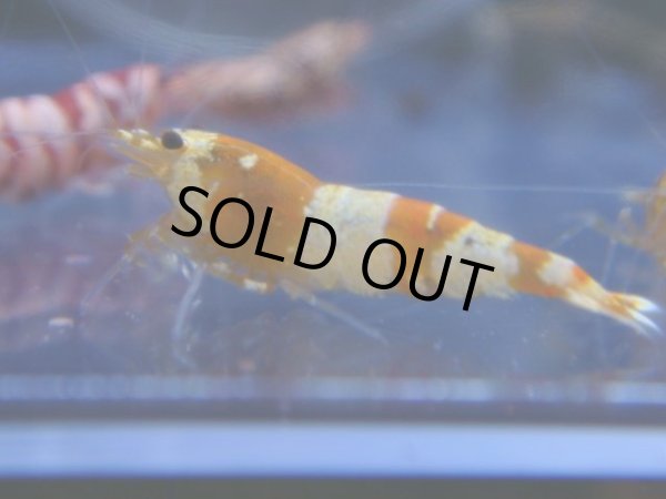 画像1: 459　R 【年末スペシャル！】年末モードもミポリンフラッシュ100連発！！ (1)