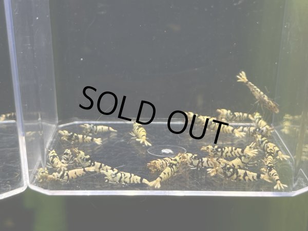 画像1: 038  C【スプリットタイムセールSP】BFT 小さめミドル プラケース内丸ごとセット (1)