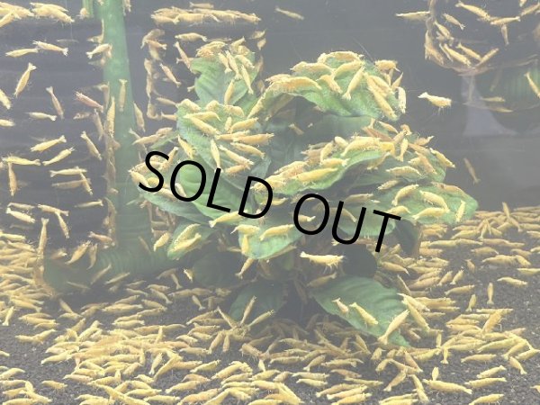 画像1: 067  Ｍ【スプリットタイムセールSP】水草 アヌビアス コーヒーフェリオ 流木付き (1)