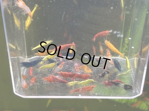 画像1: 068  Ｍ【スプリットタイムセールSP】メタカラバラエティ プラケース内丸ごとセット (1)