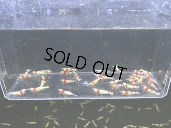 画像1: 042  R【スプリットタイムセールSP】レッドビーシュリンプ選別外 プラケース内丸ごとセット (1)