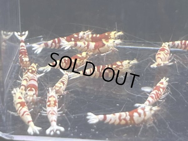 画像2: 063  C【スプリットタイムセールSP】RFT キレイ目セレクト！プラケース内丸ごとセット (2)