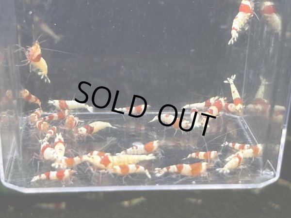 画像1: 046  C【スプリットタイムセールSP】レッドビーシュリンプ選別外　プラケース内丸ごとセット (1)
