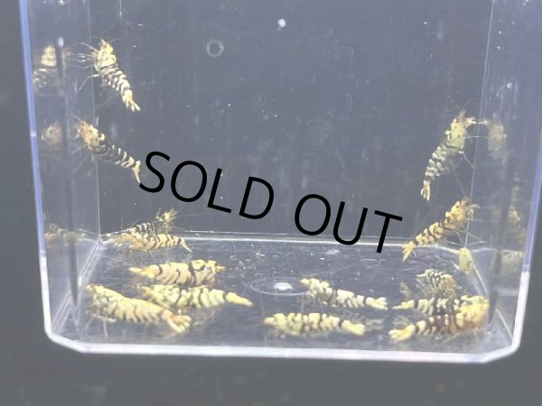 画像1: 049  C【スプリットタイムセールSP】BFTスタータークラス！　プラケース内丸ごとセット (1)