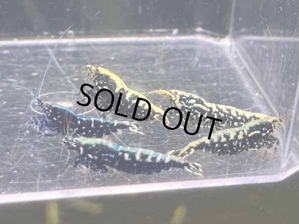 画像1: 048  C【スプリットタイムセールSP】超ビッグ！ギャラクシーフィッシュボーンメス確定 ブルータイプ中心　プラケース内丸ごとセット (1)