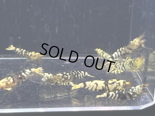 画像2: 049  C【スプリットタイムセールSP】BFTスタータークラス！　プラケース内丸ごとセット (2)