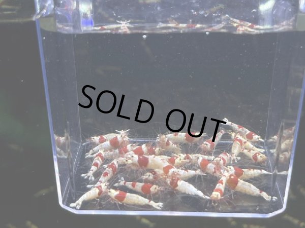 画像1: 051  R【スプリットタイムセールSP】レッドビー大き目選別外 プラケース内丸ごとセット (1)