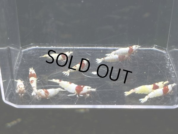 画像1: 044  R【スプリットタイムセールSP】アワード決勝出場中！ウルトラレッドハイグレード プラケース内丸ごとセット (1)