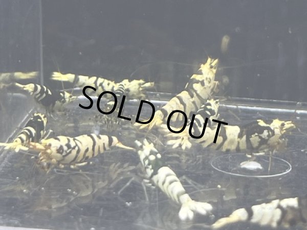 画像2: 050  C【スプリットタイムセールSP】BFTお宝！　プラケース内丸ごとセット (2)