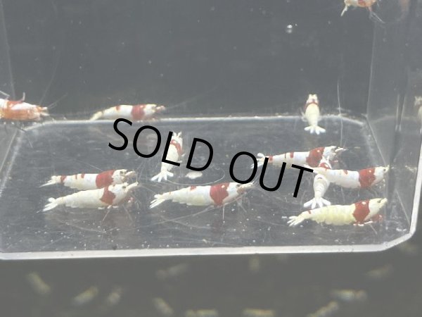 画像2: 043  R【スプリットタイムセールSP】アワード決勝出場中！ウルトラレッドハイグレード プラケース内丸ごとセット (2)