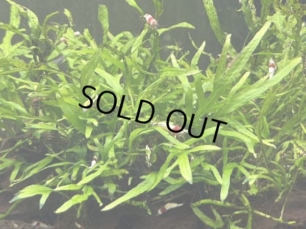 画像3: 070  Ｈ【スプリットタイムセールSP】90ワイド水槽内の水草 ミクロソリウム流木付き（枯れあり） (3)