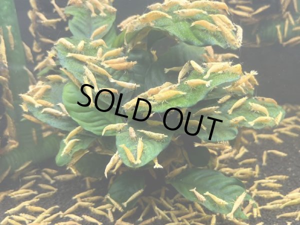 画像2: 067  Ｍ【スプリットタイムセールSP】水草 アヌビアス コーヒーフェリオ 流木付き (2)