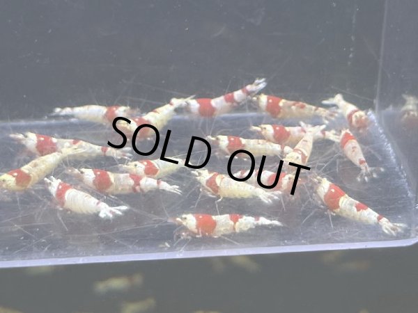画像2: 042  R【スプリットタイムセールSP】レッドビーシュリンプ選別外 プラケース内丸ごとセット (2)