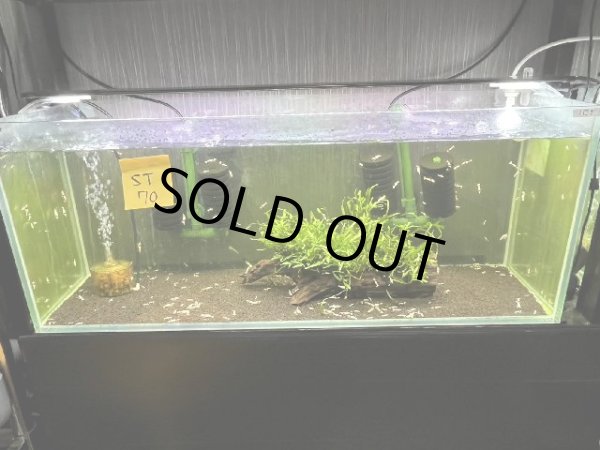 画像1: 070  Ｈ【スプリットタイムセールSP】90ワイド水槽内の水草 ミクロソリウム流木付き（枯れあり） (1)