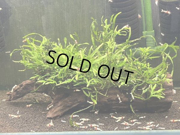 画像2: 070  Ｈ【スプリットタイムセールSP】90ワイド水槽内の水草 ミクロソリウム流木付き（枯れあり） (2)