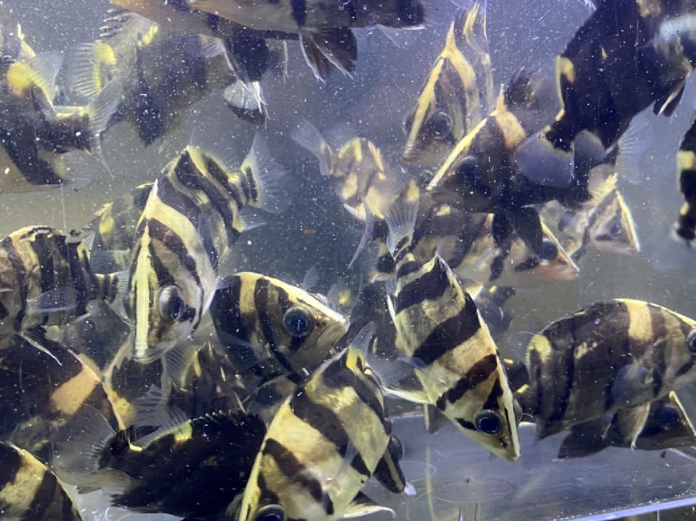 ダトニオ リアルバンド - 魚類、水生生物